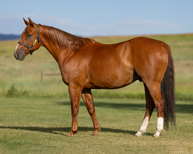 Horse Sales | Wagonhound Land & Livestock Co. | Douglas, WY