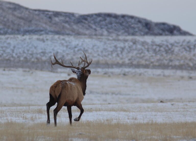 Wagonhound Outfitters | Elk, Deer And Antelope Hunts In Wyoming