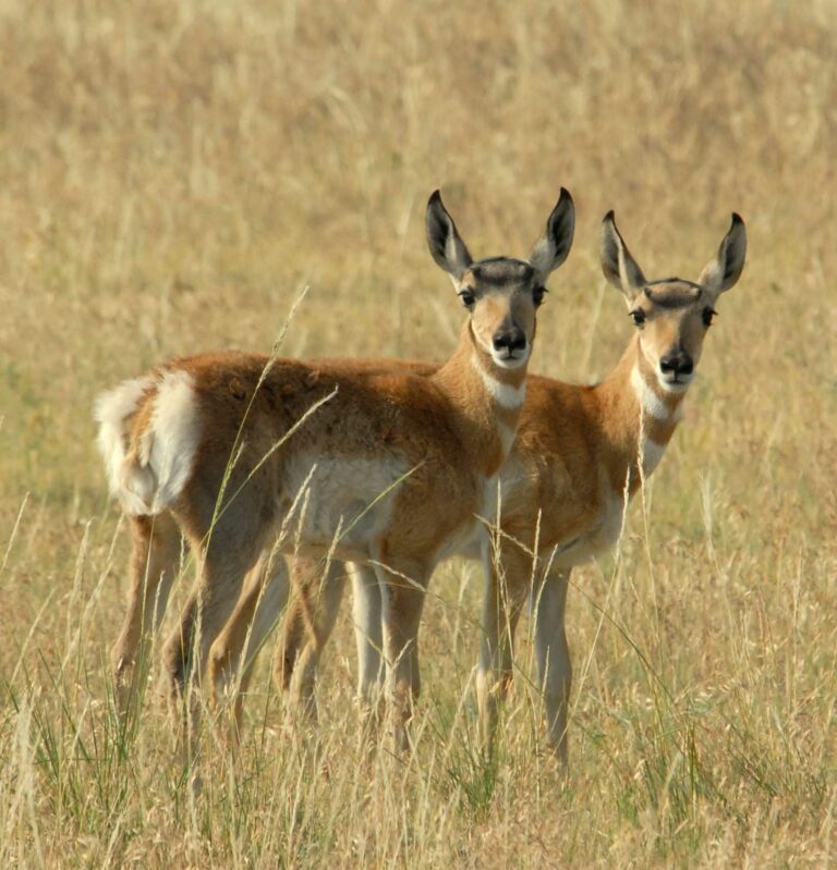 Wagonhound Outfitters | Elk, Deer And Antelope Hunts In Wyoming