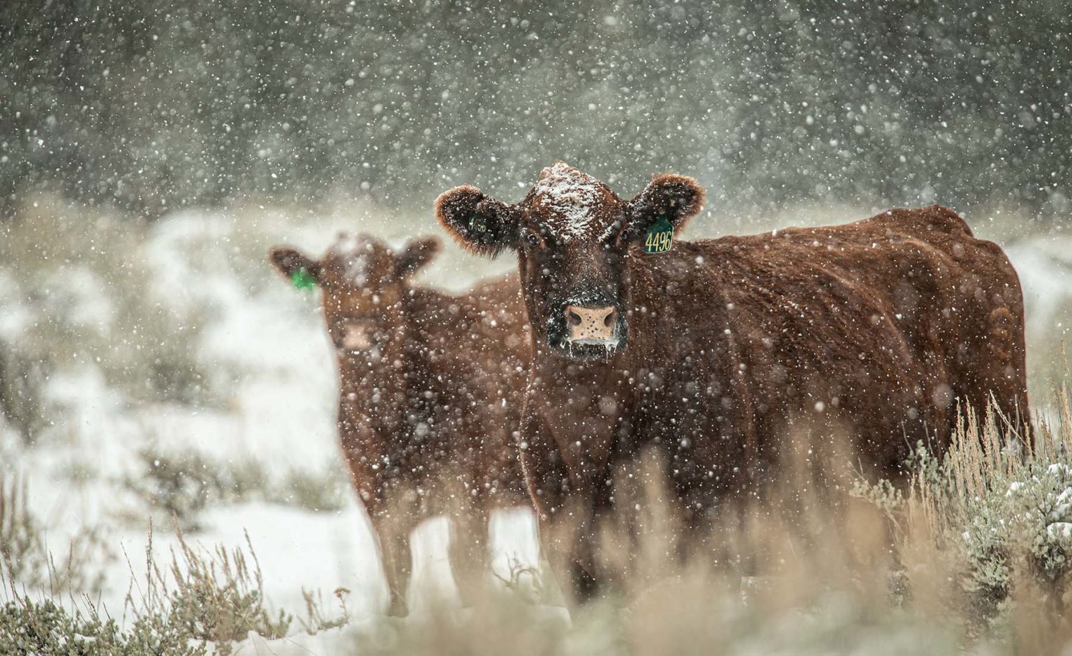 Red Angus Cattle 